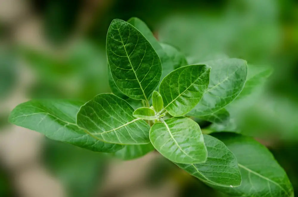 CureFood Bio-Ashwagandha-Pulver (100 g) - n/a